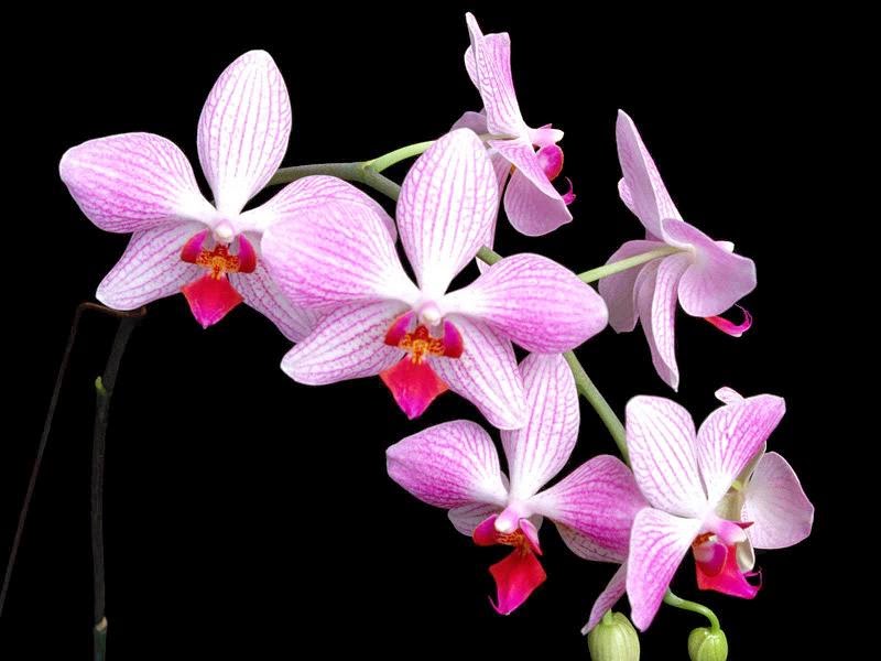 Ảnh nền hoa phong lan dẹp nhất